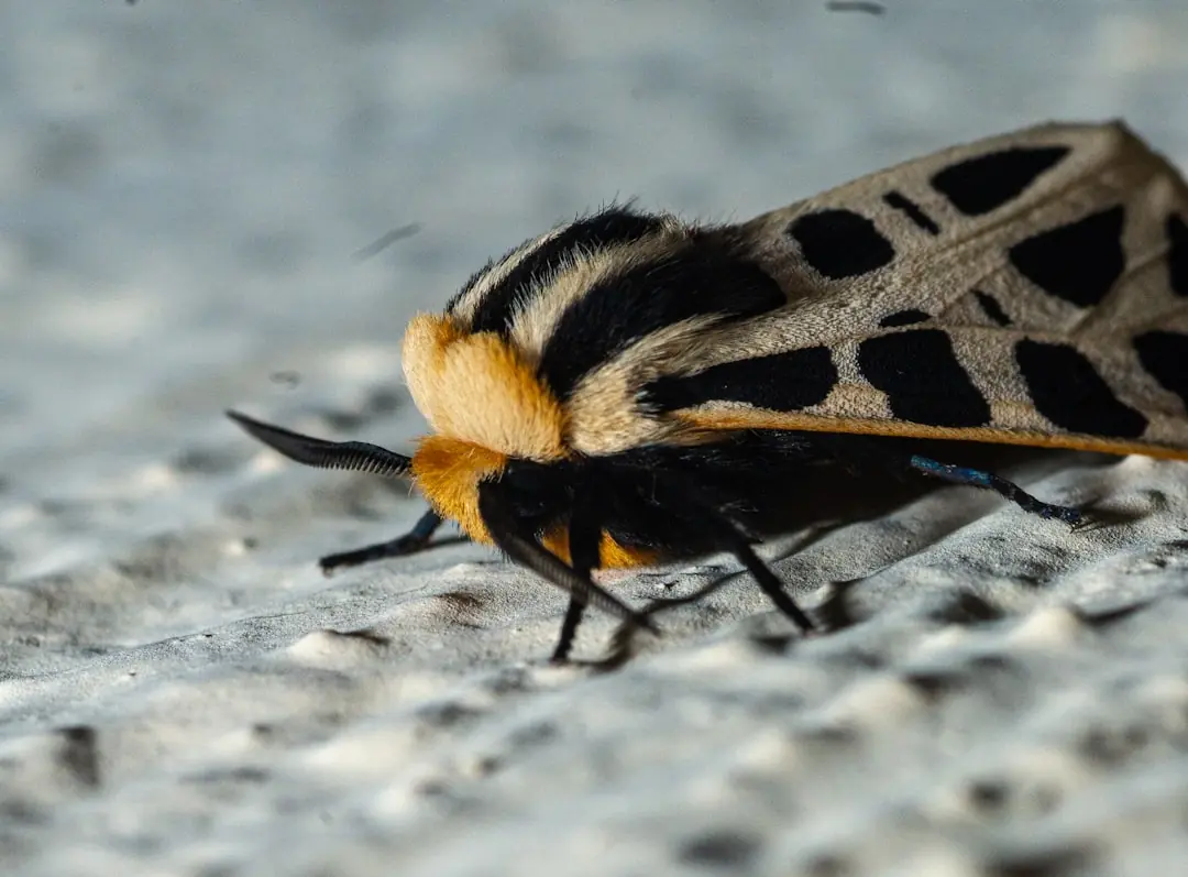 example of first computer bug was an actual moth