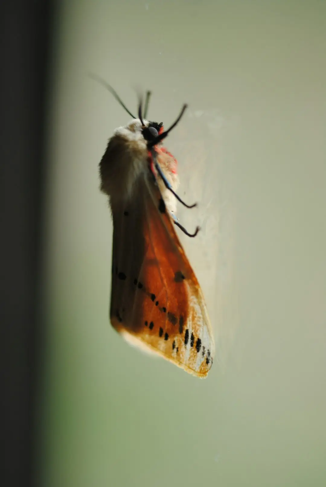 how to fix first computer bug was an actual moth